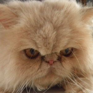 Meet your Posher, Gidget